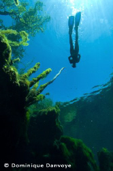 Yukatan cenotes snorkeling by Dominique Danvoye 